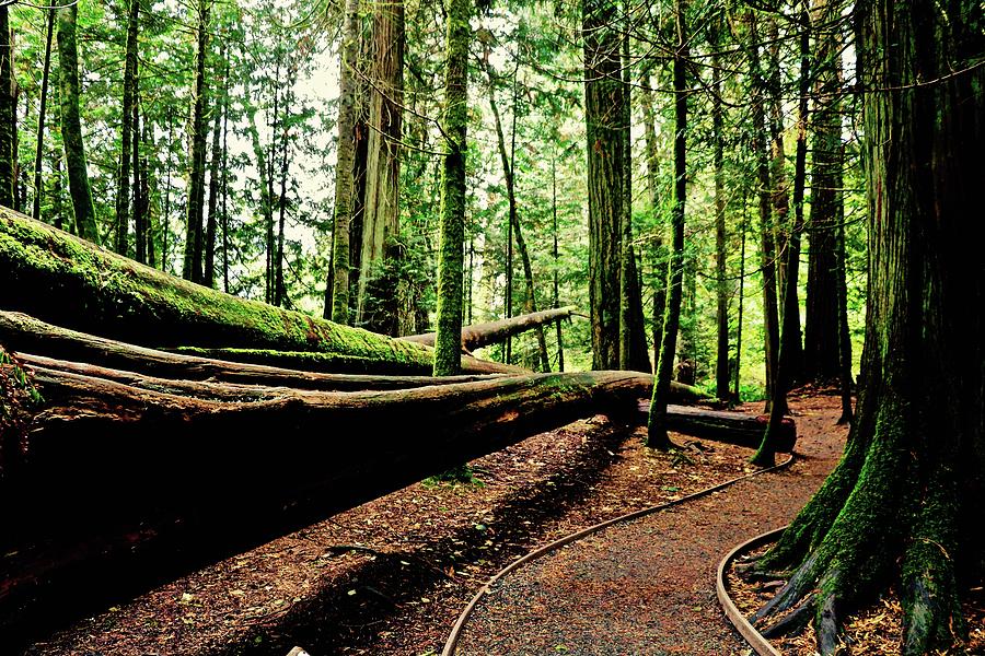 Trail Of The Fallen Giants Of Cathedral Grove Photograph