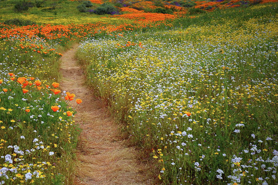 Trail of wildflowers at Diamond Lake in California Photograph by Jetson Nguyen