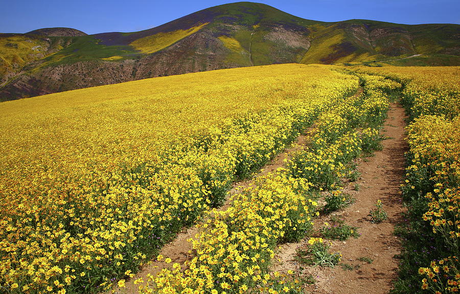 Trail of wildflowers up the Temblor Range at Carrizo Plain National Monument Photograph by Jetson Nguyen