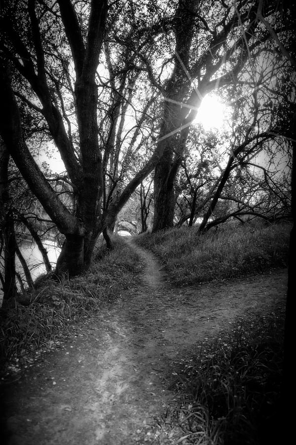 Trail Path With Sunburst Shining Through Trees Photograph by Serena King