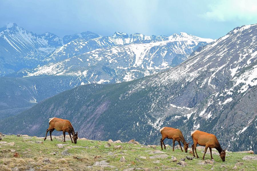 Trail Ridge Elk Photograph by Connor Beekman