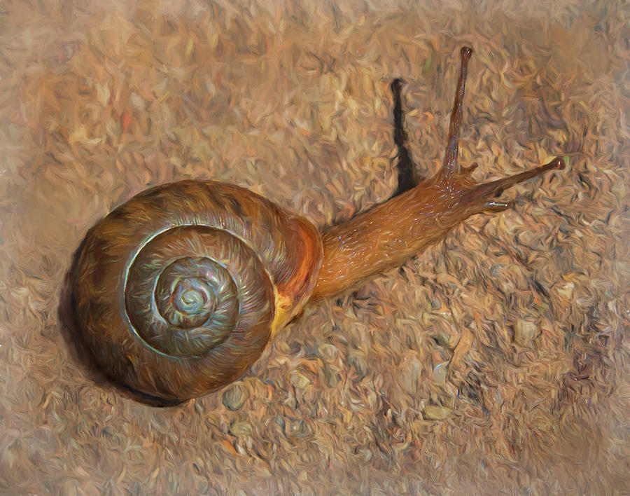Trail Snail Photograph by Art Cole