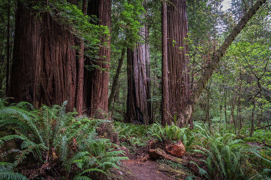Trail Through Big Trees Photograph by Kelly VanDellen