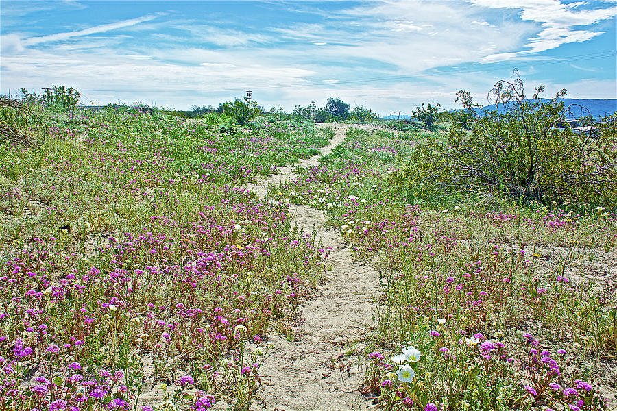 Trail through Desert Sand Verbena and Dune Evening Primrose in Anza-Borrego State Park-California  Photograph by Ruth Hager