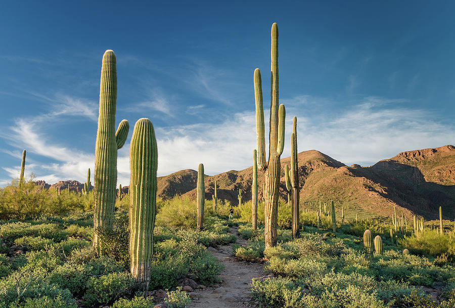 Trail through Saguaro Photograph by Greg Nyquist