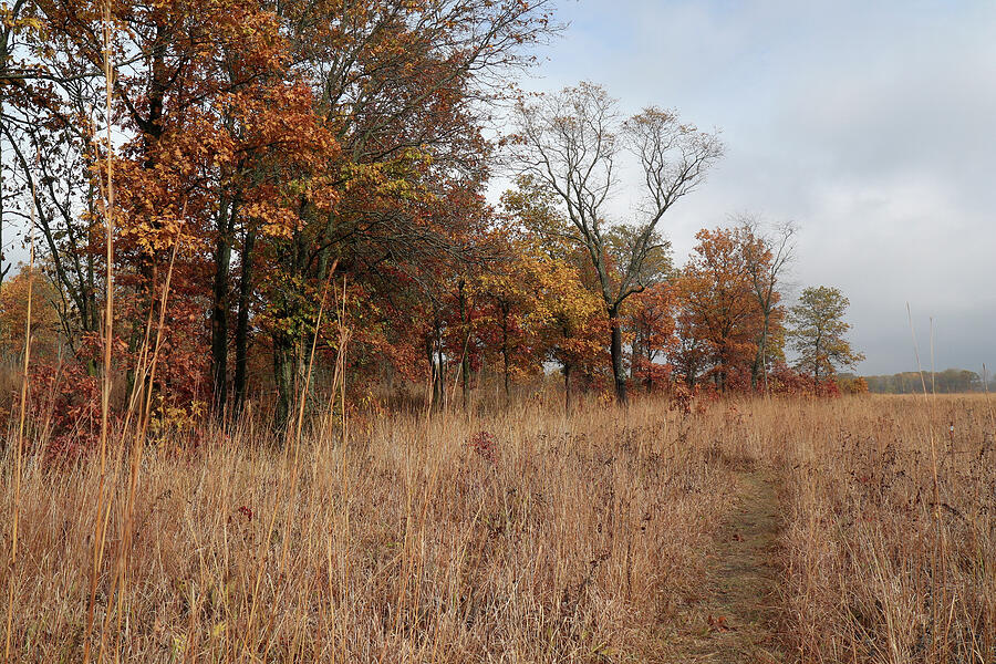 Trail Through the Autumn Prairie Photograph by Scott Kingery