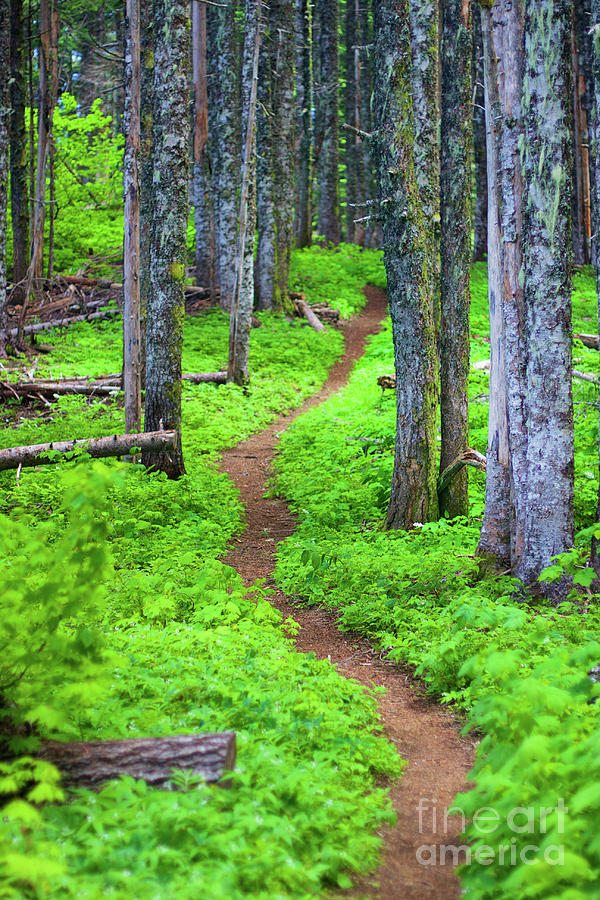 Trail through the forest Photograph by Bruce Block