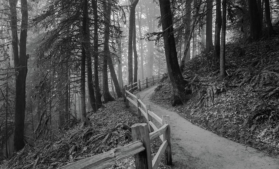 Trail Through the Misty Forest Photograph by Don Schwartz