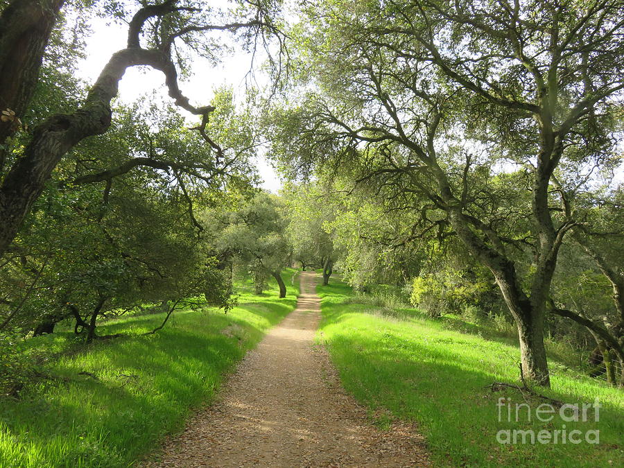 Nature Photograph - Trail through the oaks by Suzanne Leonard