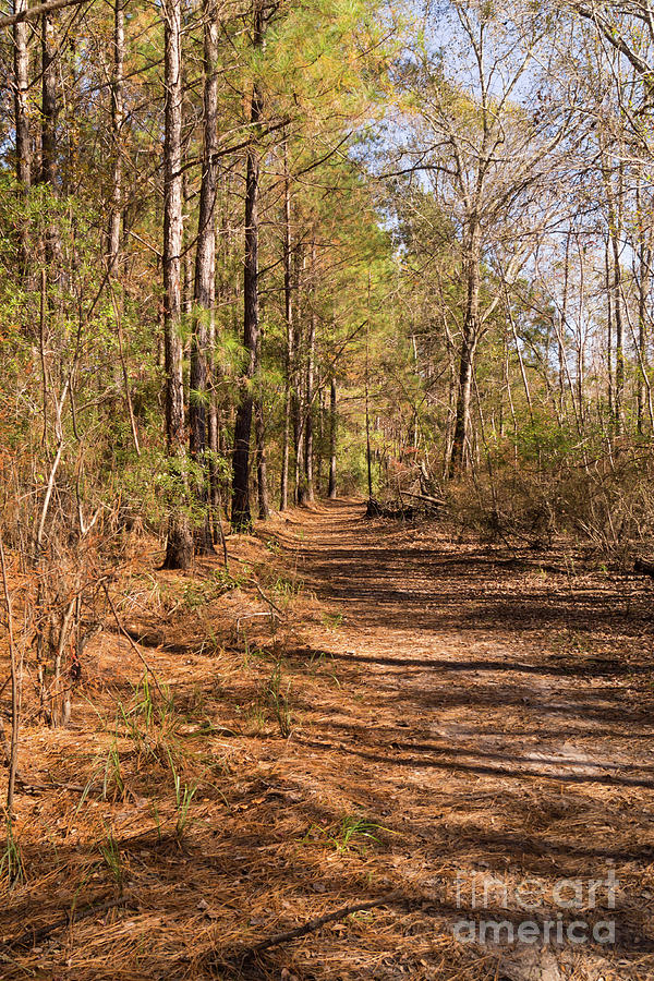 Trail Through the Pines at Waccamaw River Park Photograph by MM Anderson