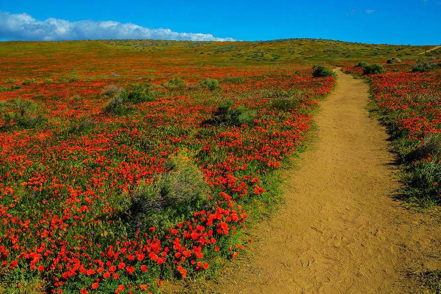 Trail Through The Poppy Fields Photograph by Garry Gay