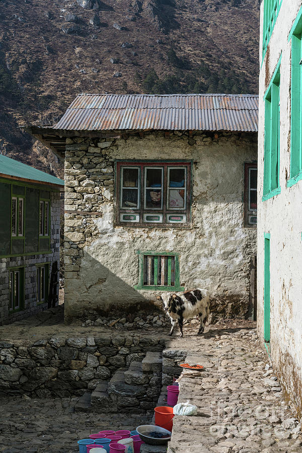 Trail to Everest - Cow in Phakding Nepal Photograph by Mike Reid