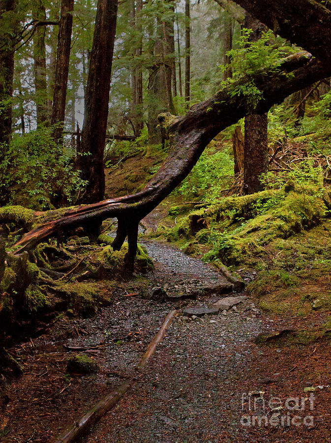 Trail To Mosquito Cove-Signed-#6436 Photograph by J L Woody Wooden