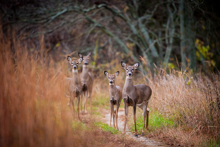 Trail Watchers Photograph by Jeff Phillippi