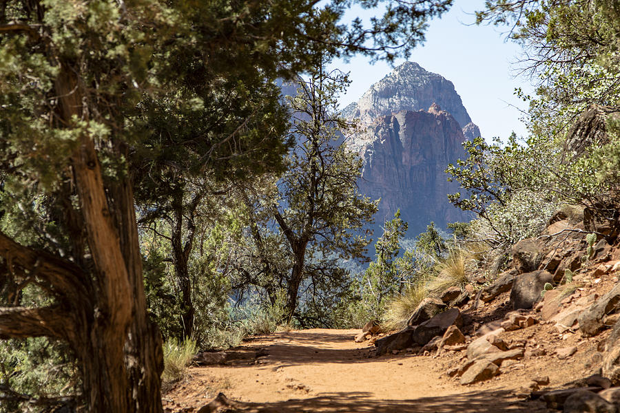 Trail with a view in Zion National Park Photograph by John McGraw