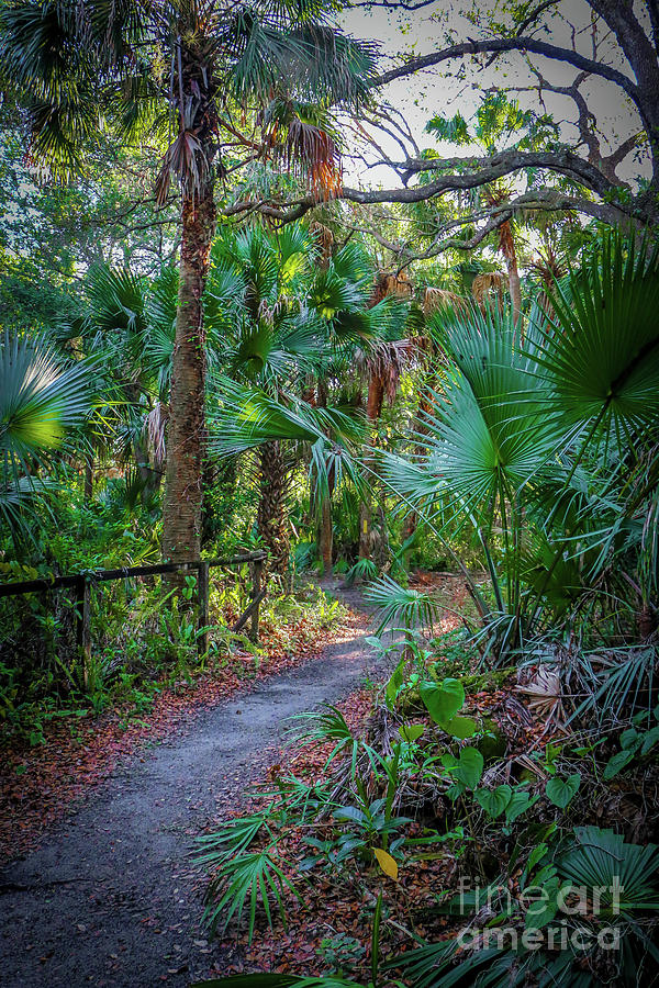 Trail with Tropical Foliage Photograph by Tom Claud