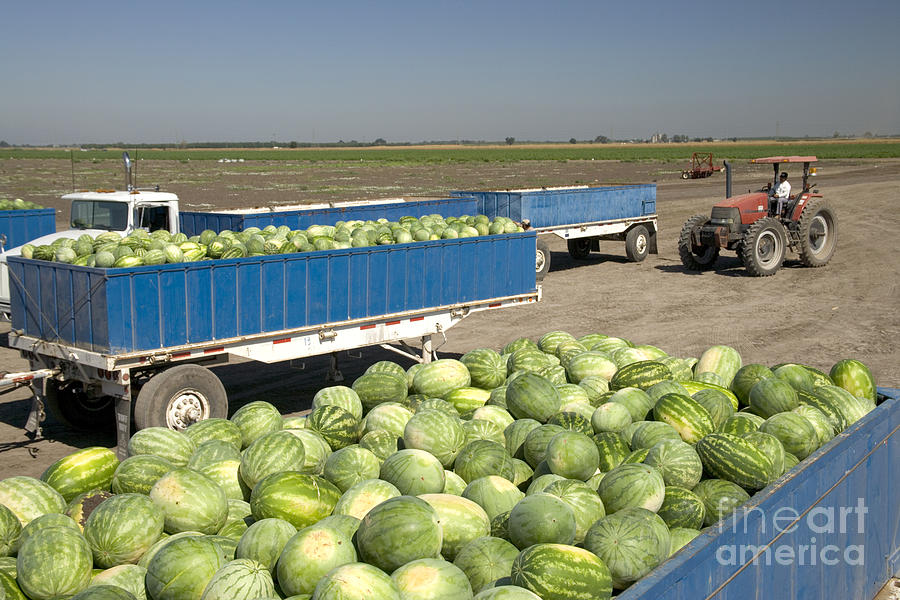 Trailers Full Of Watermelons Photograph by Inga Spence