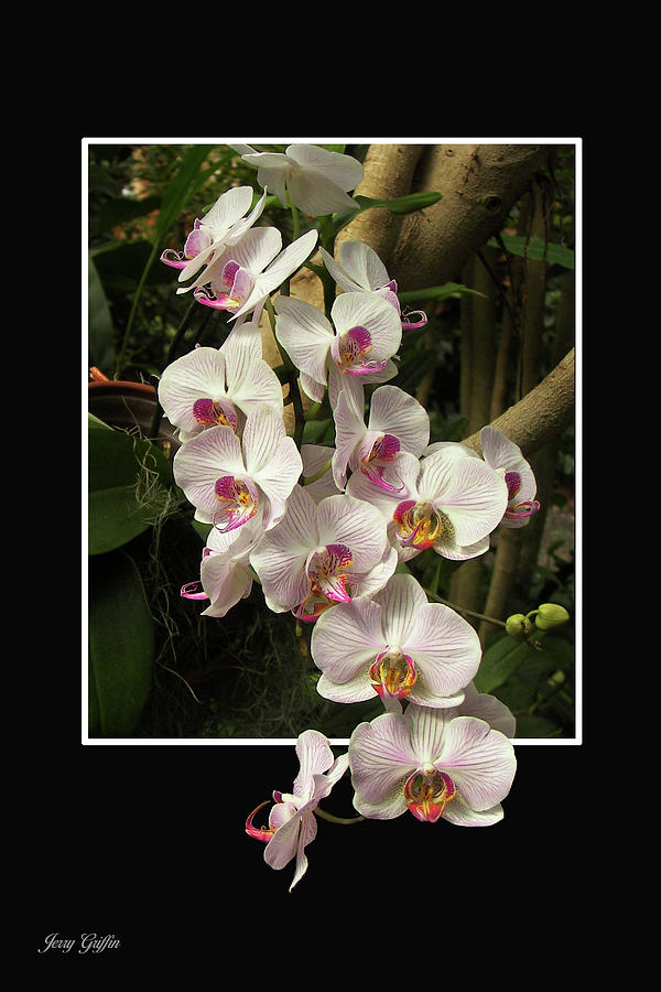 Trailing Orchids Photograph by Jerry Griffin
