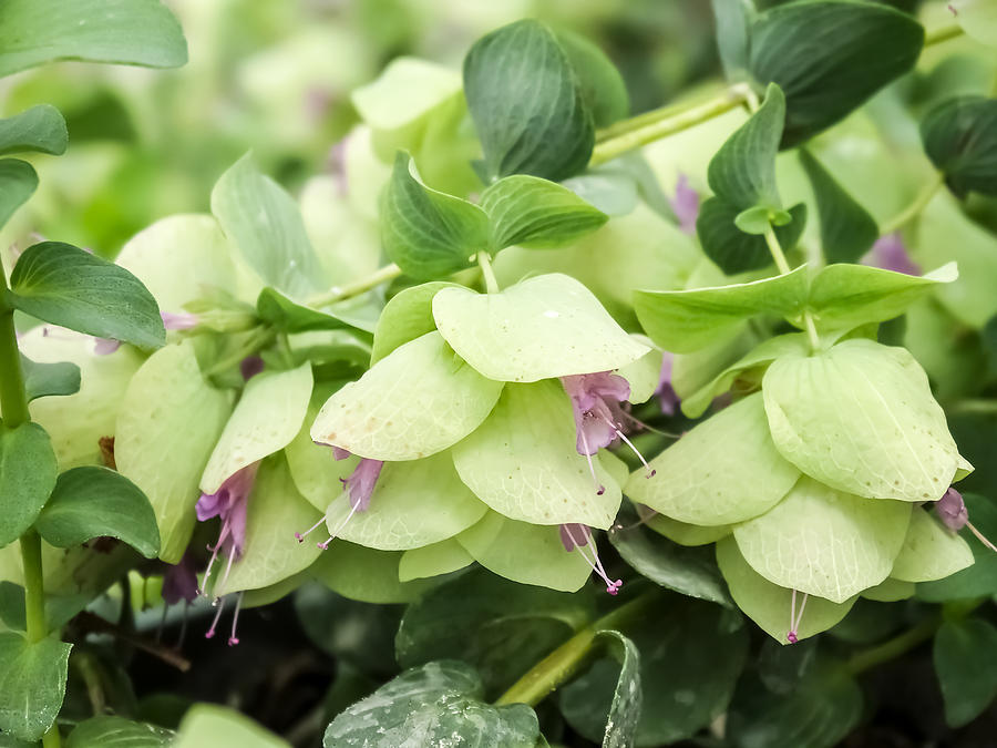 Trailing Oregano Photograph by Cynthia Woods - Fine Art America