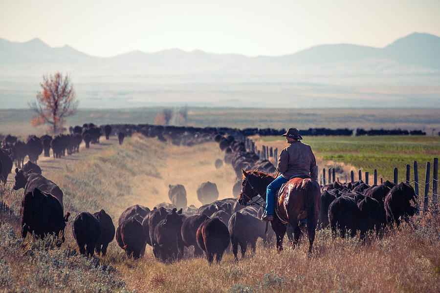 Trailing the Herd Photograph by Todd Klassy