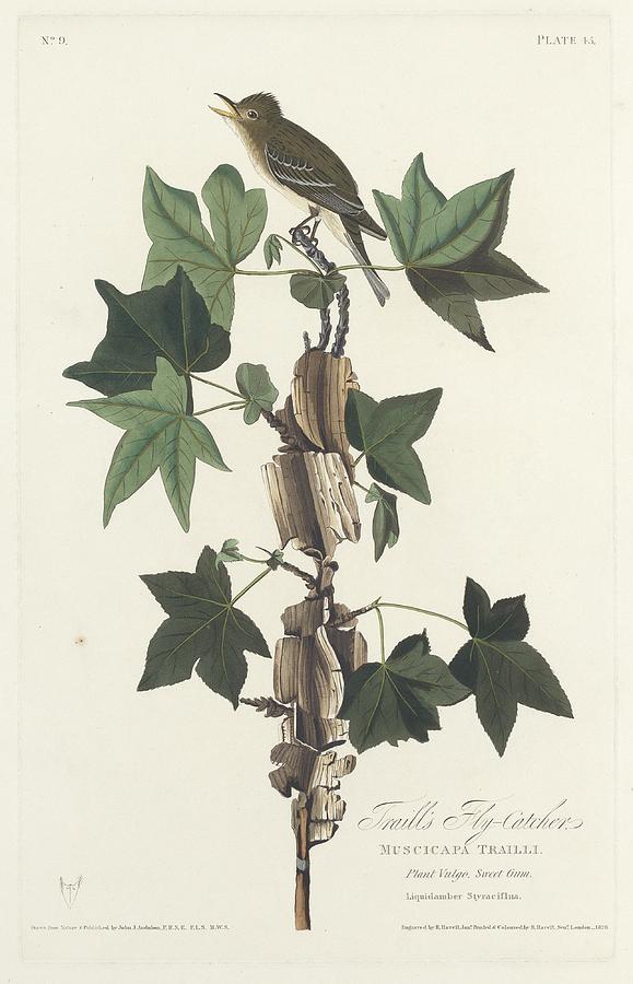 John James Audubon Drawing - Traills Flycatcher by Dreyer Wildlife Print Collections 