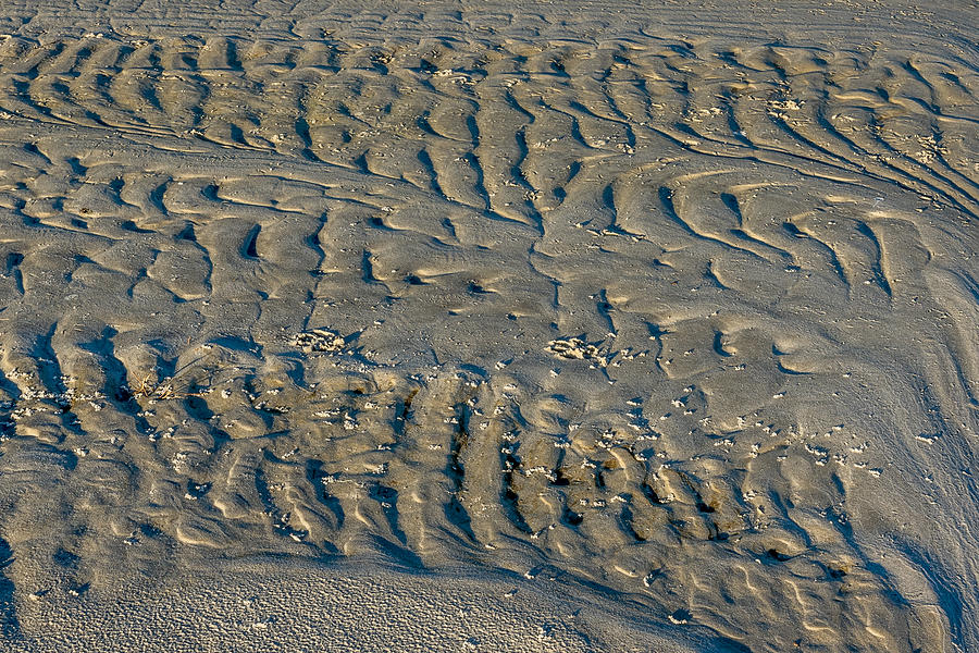 Beach Photograph - Trails in The Sand by Larry Palmer