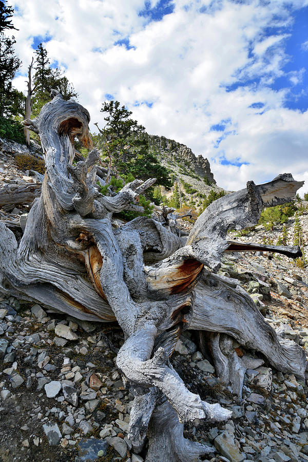 Trailside Bristlecone Pine Photograph by Ray Mathis