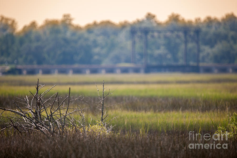 Train Birdge Over The Marsh Photograph