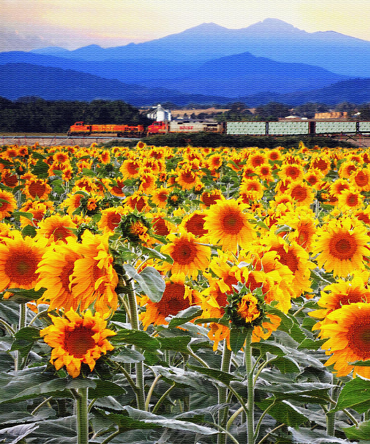 Freight Train thru the Sunflowers Digital Art by W James Mortensen