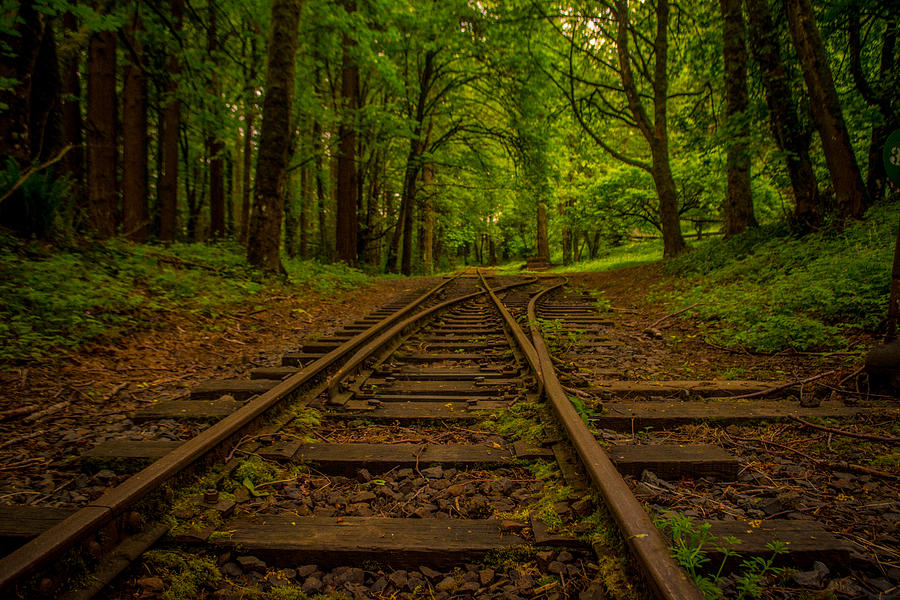 Train Tracks In The Woods Photograph by Robert Smith