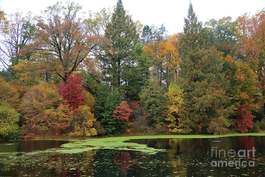 Tranquil Autumn Pond Photograph by Mary Haber