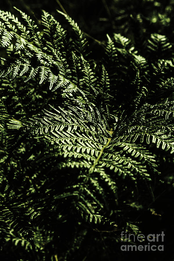 Tranquil Botanical Ferns Photograph