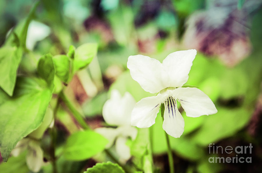 Tranquil China Violet Botanical / Nature / Floral Photograph Photograph by PIPA Fine Art - Simply Solid