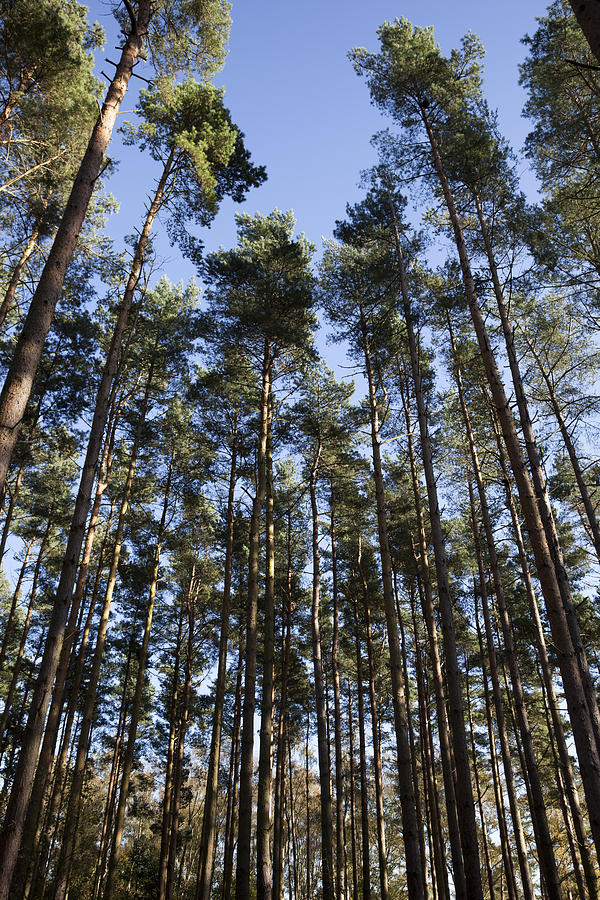 Tranquil Forest Photograph by Gillian Dernie