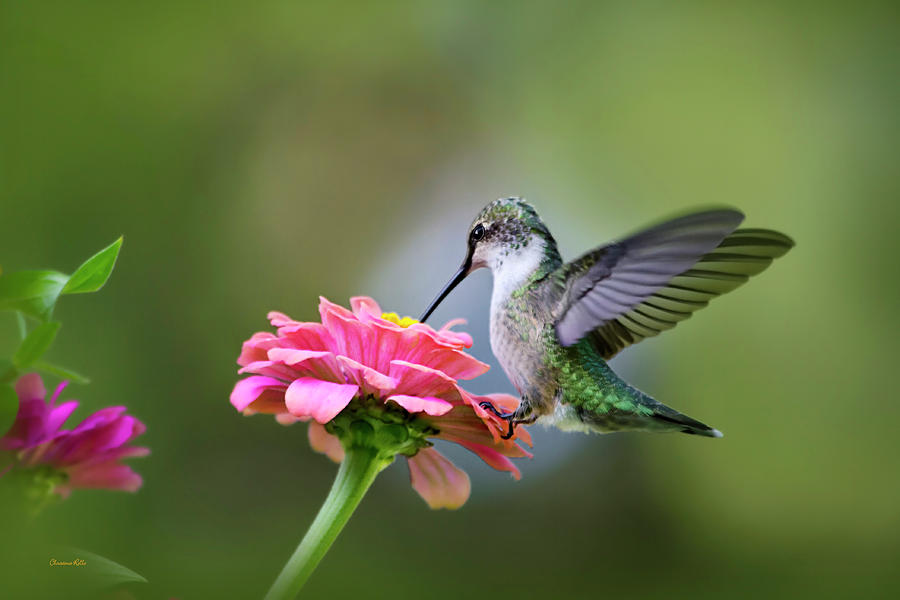 Tranquil Joy Hummingbird by Christina Rollo Tranquil Joy Hummingbird Art Prints for Sale