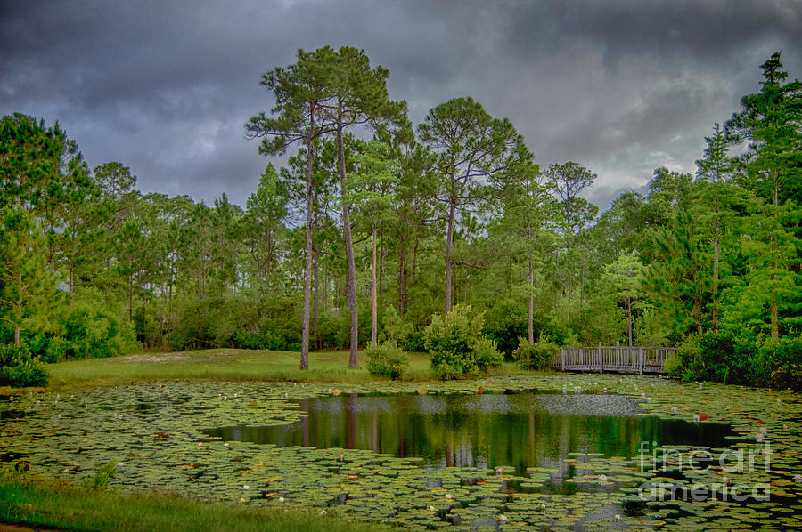 Tranquil Pond Photograph by Judy Hall-Folde
