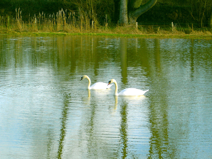 Tranquil Reflection Swans Photograph by Susan Baker