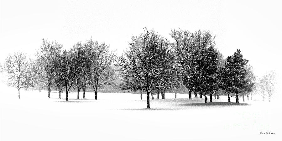 Tranquil Snowfall Photograph by Adam Olsen
