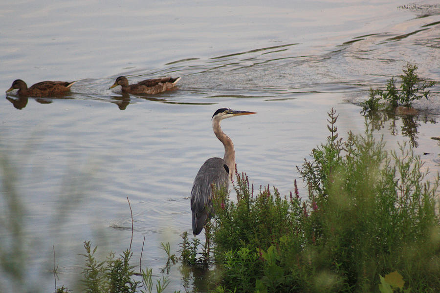 Heron Photograph - Tranquil Waterlife by Cathy Beharriell