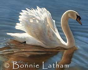 Miniature Painting - Tranquility - Mute Swan by Bonnie Latham Miniature Painting - Tranquility - Mute Swan by Bonnie Latham