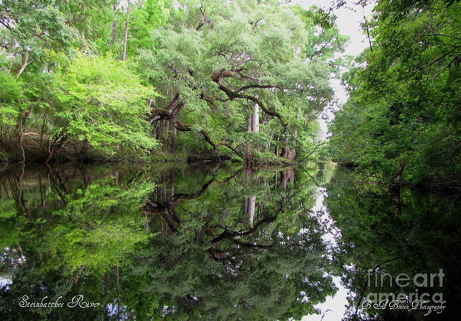 Nature Photograph - Tranquility by Barbara Bowen