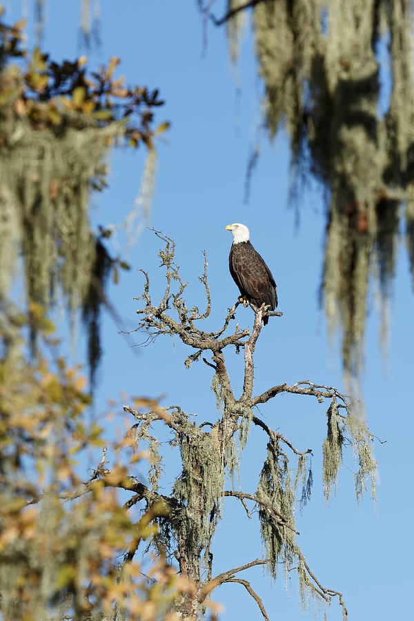 Tranquility Base -- Bald Eagle at Atascadero Lake Park, Atascadero, California Photograph by Darin Volpe