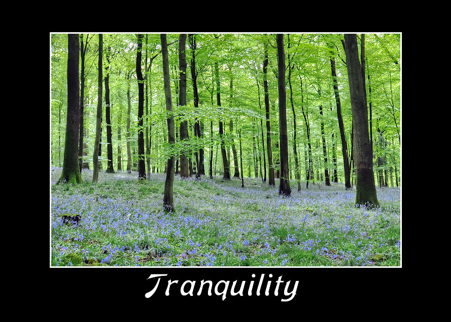 Tranquility - Bluebells in Woods Photograph by Geraldine Alexander
