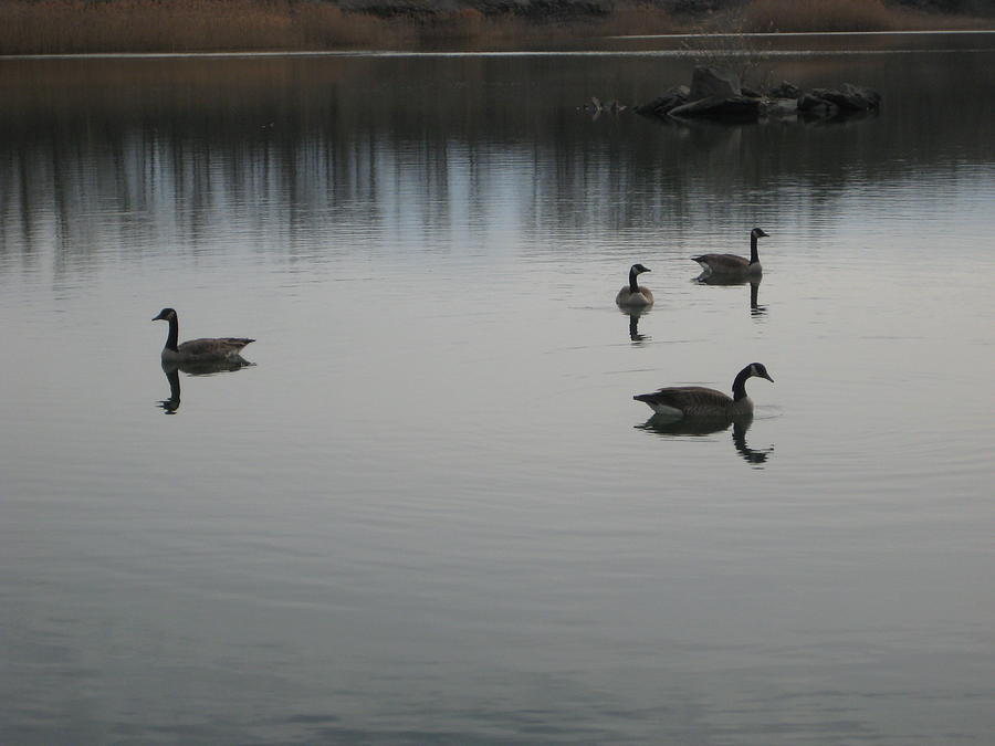 Geese Photograph - Tranquility by Brandie Marshall