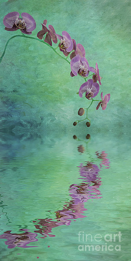 Orchid Mixed Media - Tranquility by Elisabeth Lucas