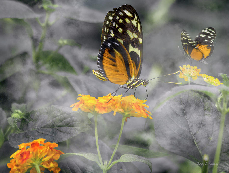Butterfly Photograph - Tranquility Garden by Betsy Knapp