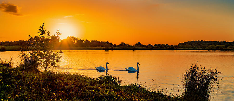 Swan Photograph - Tranquility by Nick Bywater