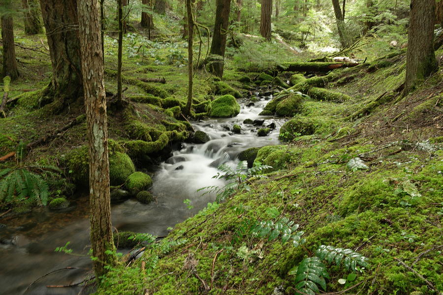 Tranquility of a forest stream Photograph by Jeff Swan