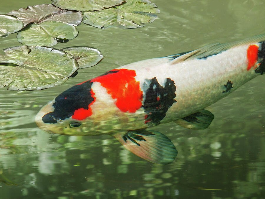 Tranquility - Red and Black Japanese Koi Fish Photograph by Gill Billington