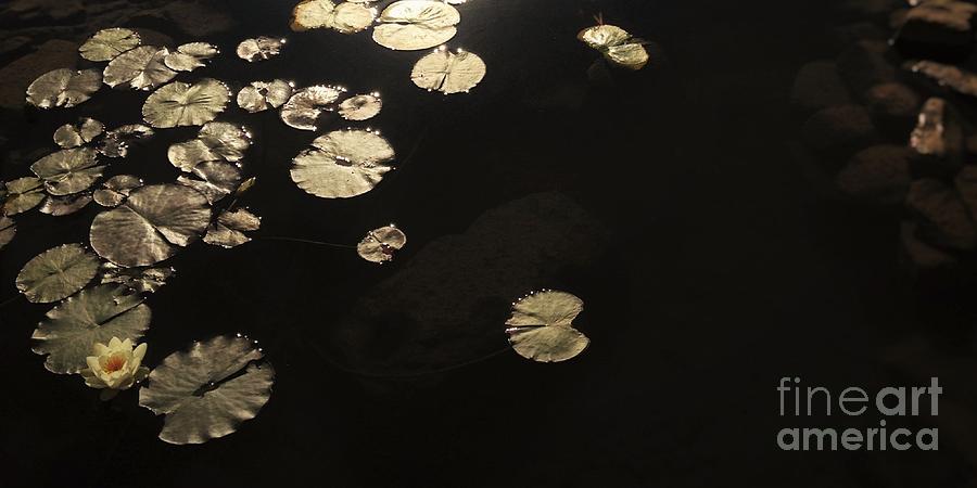 Tranquility Photograph - Tranquility by Sandra Gallegos Tranquility Photograph - Tranquility by Sandra Gallegos